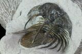 Bargain, Spiny Kolihapeltis Trilobite - Rare Species #101817-3